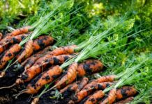 Loại củ được Trung Quốc gọi là “tiểu nhân sâm” bổ gan cực tốt, bán phổ biến tại chợ Việt Nam