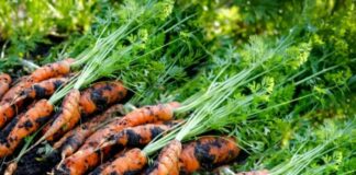 Loại củ được Trung Quốc gọi là “tiểu nhân sâm” bổ gan cực tốt, bán phổ biến tại chợ Việt Nam