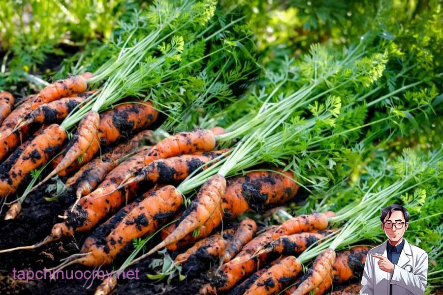 Theo Zhihu, ông Mã Quan Sinh – Giám đốc Khoa Dinh dưỡng và Vệ sinh thực phẩm, Trường Y thuộc Đại học Bắc Kinh – cho biết cà rốt chứa nhiều dưỡng chất quan trọng như vitamin A, các vitamin nhóm B, beta-carotene, kali, canxi, sắt và chất xơ. 