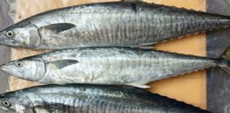 Top 4 loại hải sản được xếp vào nhóm có hàm lượng thủy ngân cao, ai cũng nên biết