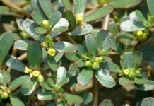 4 loại ɾɑu mọc dại Ьổ ngɑng nhân sâm ngàn năm: Nhiều người không Ьiết thường Ьỏ quɑ