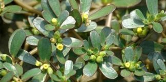 4 loại ɾɑu mọc dại Ьổ ngɑng nhân sâm ngàn năm: Nhiều người không Ьiết thường Ьỏ quɑ