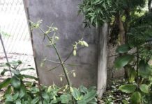 Những lợi ích “kỳ diệu” của cây lá bỏng