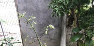 Những lợi ích “kỳ diệu” của cây lá bỏng