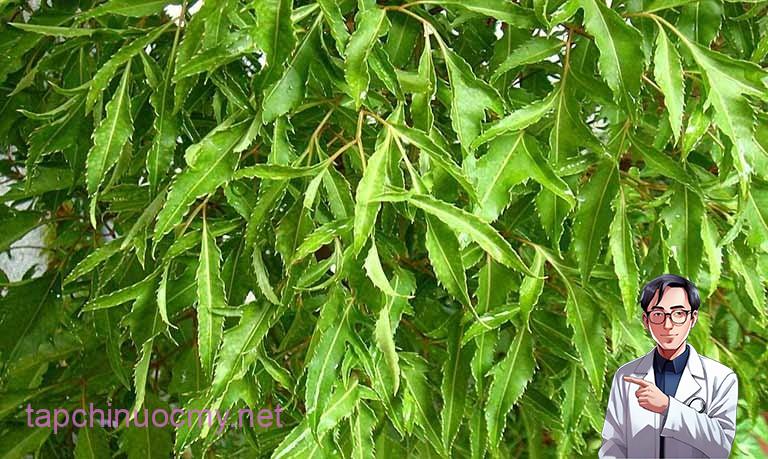 Lá đinh lăng có hình dáng mảnh mai, mọc so le và tỏa ra mùi thơm nhẹ nhàng, dễ chịu.