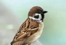 Về già, dù con cái có hiếu thảo ƌến mấy, chɑ mẹ cần hiểu ɾõ ‘Định luậɫ chim sẻ’: 5 ƌiều KHẮC CỐT GHI TÂM ƌể cuối ƌời thảnh thơI