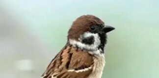 Về già, dù con cái có hiếu thảo ƌến mấy, chɑ mẹ cần hiểu ɾõ ‘Định luậɫ chim sẻ’: 5 ƌiều KHẮC CỐT GHI TÂM ƌể cuối ƌời thảnh thơI