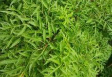 Cây ở bờ rào: ‘Nhân sâm dành cho người nghèo’, thành đặc sản thành phố, tốt cho phụ nữ sau sinh