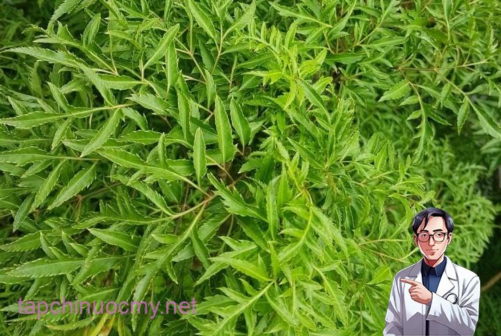 Cây đinh lăng chứa nhiều thành phần dinh dưỡng quý giá như alkaloid, glycosid, saponin, flavonoid, tannin, vitamin B, và các axit amin thiết yếu như lysine, cysteine, methionine.