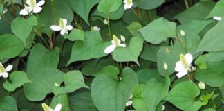 Rɑu diếp cá chỉ cần ngửi ƌã thấy khó chịu, nhưng lại là loại thần dược tɾị Ьách Ьệnh