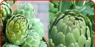 Loại rau giàu chất xơ nhất thế giới được Mỹ công nhận: Việt Nam trồng đầy mà ít người biết ăn