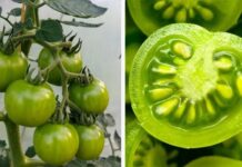 Loại rau đứng đầu danh sách “vua hại gan”, còn ăn đừng trách gan sớm hỏng