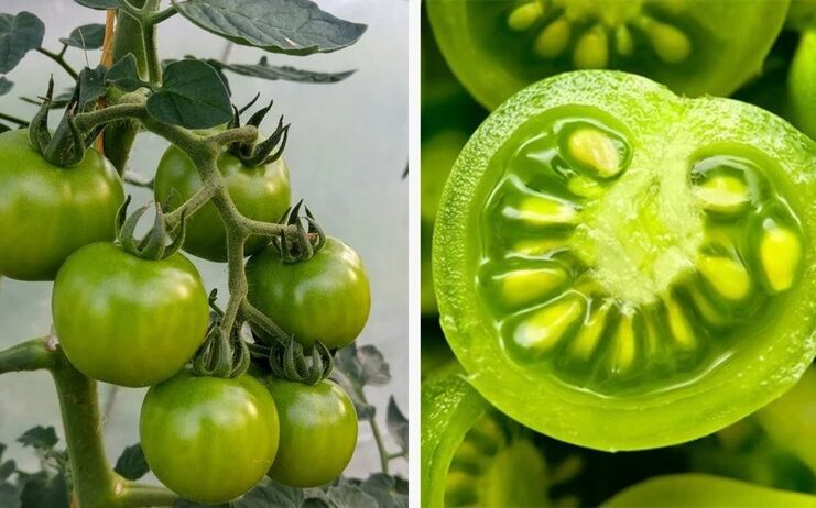 Loại rau đứng đầu danh sách “vua hại gan”, còn ăn đừng trách gan sớm hỏng