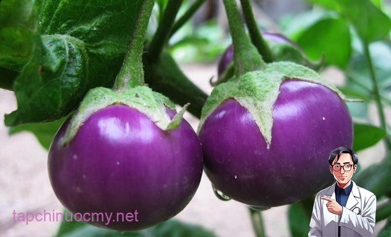 Cà tím là một loại thực phẩm phổ biến trong ẩm thực Việt Nam