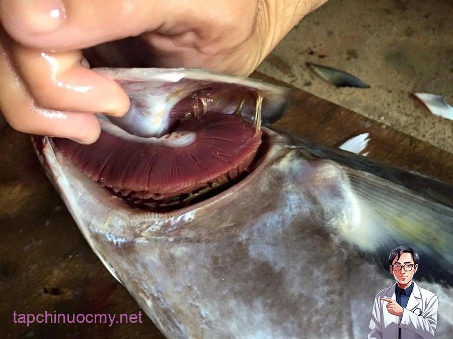 Khi chọn cá, mang là phần quan trọng nhất để kiểm tra độ tươi. 