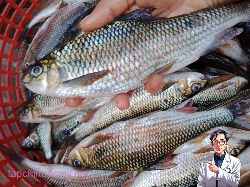 5 dấu hiệu cá ướp ure, cho không cũng đừng đem về