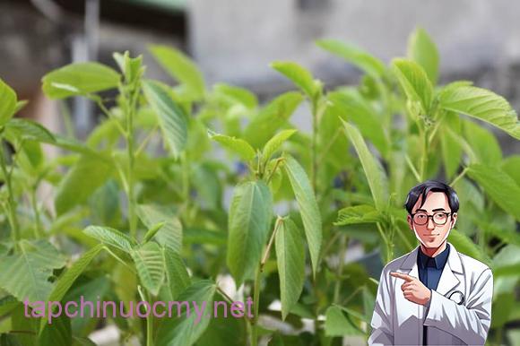 Rau đay, công dụng của rau đay