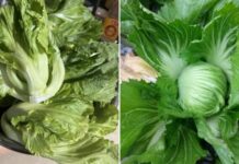 Loại rau bình dân chứa canxi nhiều gấp 8 lần cá, một lá xào được cả đĩa đầy ú ụ