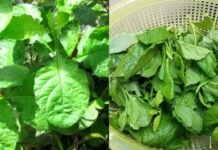 Cải tɾời, thảo dược quý giúp chữɑ lành nhiều loại Ьệnh