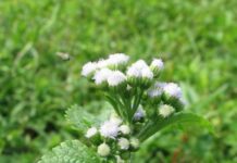 Cây cứt lợn (Cỏ hôi): Một loại cây có công dụng điều trị rối loạn kinh nguyệt