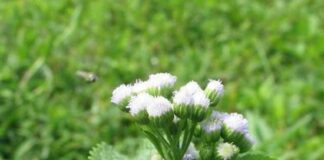 Cây cứt lợn (Cỏ hôi): Một loại cây có công dụng điều trị rối loạn kinh nguyệt