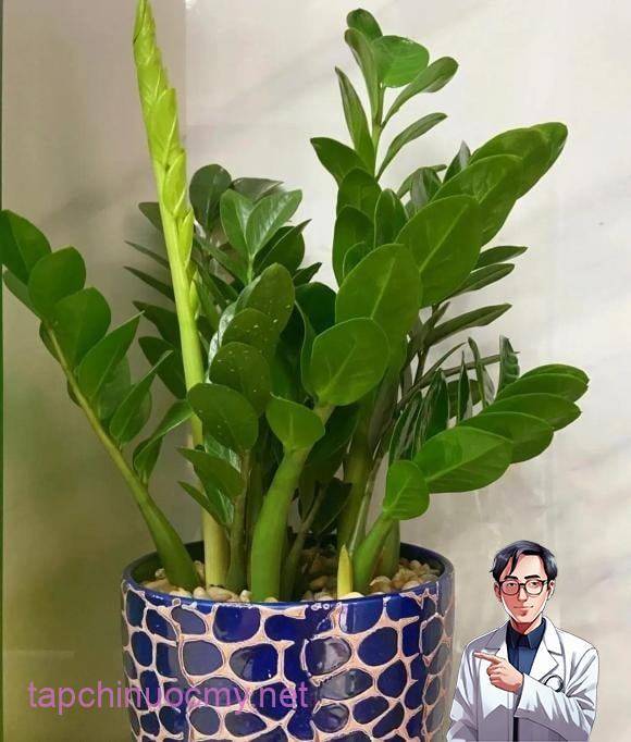 Cây kim tiền đại kị không nên trồng với 2 tuổi