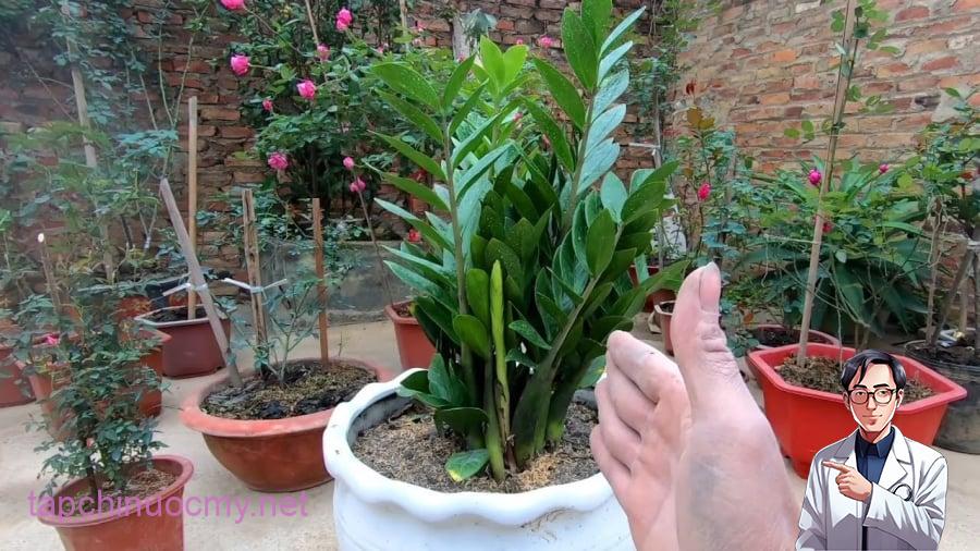 Có 2 tuổi trồng cây kim tiền là đại kị, để trong nhà tiền chảy hết ra