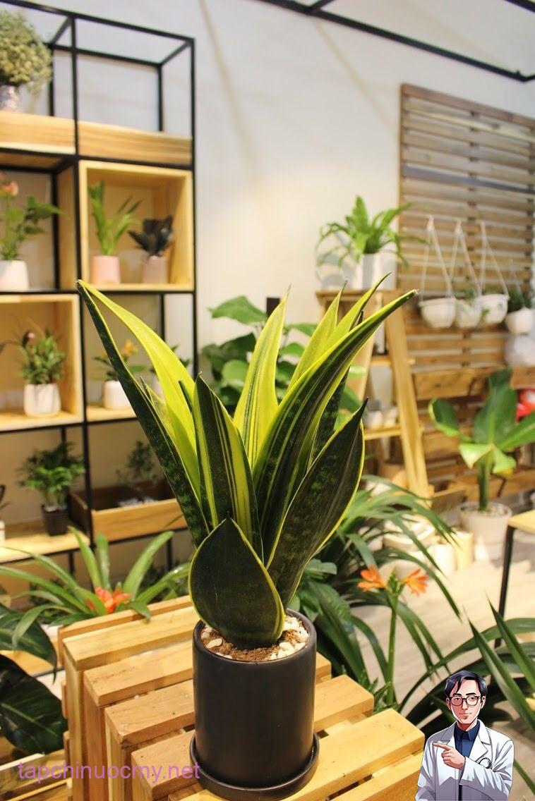 Dùng lá lưỡi hổ có thể hỗ trợ trị viêm xoang, ho