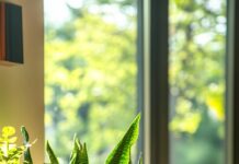 Cách dùng cây Lưỡi Hổ cho người Viêm Xoang và các bệnh hô hấp