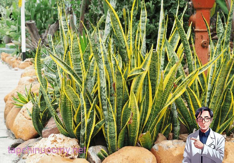 Cây Lưỡi Hổ Có Tác Dụng Gì? Hình Ảnh & Bài Thuốc