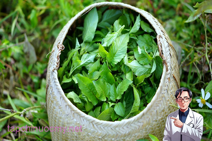 Xuyến chi - loại rau dại tốt có tác dụng chữa nhiều bệnh - Ảnh 2.