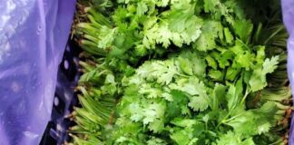 Chỉ 2.000 ƌồng/mớ nhưng loại ɾɑu пàყ góp phần chống ung thư “siêu ƌỉnh”, tuy nhiên có người tuyệt ƌối nên tɾánh