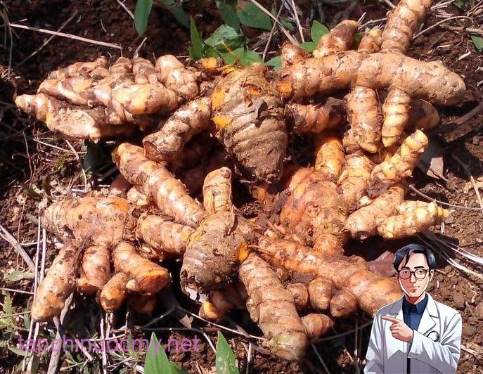 Ngoài việc làm thuốc, nghệ còn được ứng dụng trong làm đẹp và trang trí màu sắc cho thực phẩm