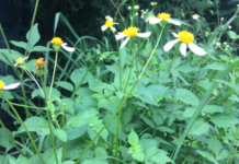 Rau dại xuyến chi có tác dụng hỗ trợ chữa trị nhiều bệnh