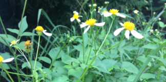 Rau dại xuyến chi có tác dụng hỗ trợ chữa trị nhiều bệnh