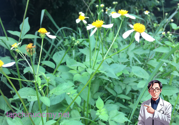 Xuyến chi - loại rau dại tốt có tác dụng chữa nhiều bệnh - Ảnh 1.