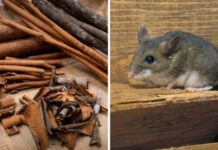 6 thứ chuột rất sợ, cứ đặt trong nhà là chuột chạy sạch