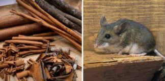 6 thứ chuột rất sợ, cứ đặt trong nhà là chuột chạy sạch