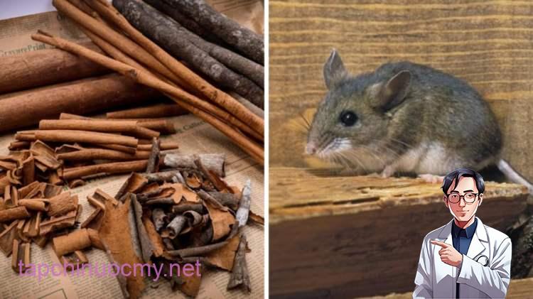 Quế có mùi thơm đặc trưng, có tác dụng đuổi chuột và các loại côn trùng rất tốt.