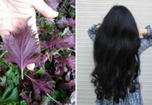 Cách gội đầu bằng nước lá tía tô, chống rụng tóc, kích thích mọc tóc con