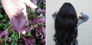 Cách gội đầu bằng nước lá tía tô, chống rụng tóc, kích thích mọc tóc con
