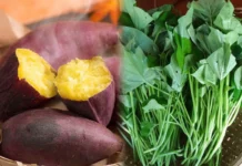 Loại rau từng cho heo ăn ở Việt Nam giờ được Mỹ săn lùng, giá 1 triệu đồng/kg”