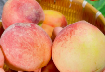 ‘K:ẻ th:ù truyền kiếp’ của quả đào! Bác sĩ cảnh báo: T:uyệt đối không ăn chung với 3 loại thực phẩm n:ày