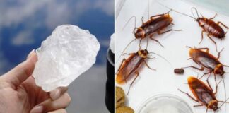 Mẹo diệt gián hiệu quả, đuổi gián vĩnh viễn