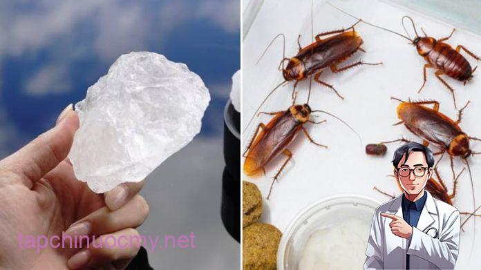 Mẹo diệt gián hiệu quả, đuổi gián vĩnh viễn