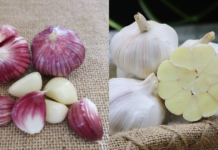 Tỏi vỏ tím hay vỏ trắng tốt hơn? Lão nông nói một câu, tôi bỗng được “thông não”!