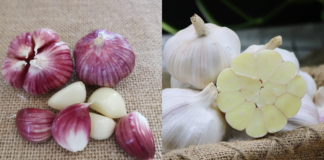 Tỏi vỏ tím hay vỏ trắng tốt hơn? Lão nông nói một câu, tôi bỗng được “thông não”!