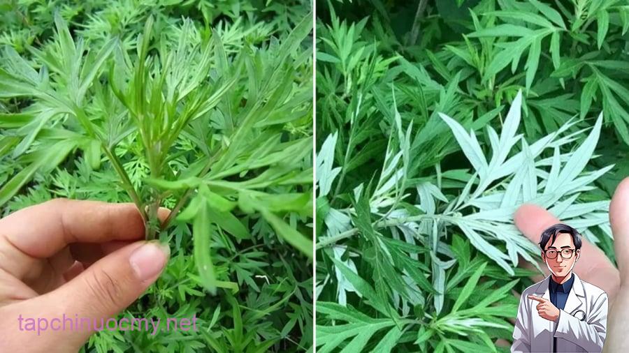 Ngải cứu mang lại nhiều lợi ích cho đời sống của con người.