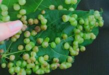 Nốt sần trên lá sung có ăn được không? Hóa ra 90% đang nhầm