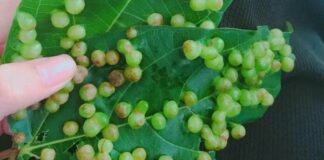 Nốt sần trên lá sung có ăn được không? Hóa ra 90% đang nhầm